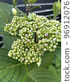 A bud 96912076