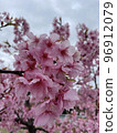 Cherry Blossoms	 96912079