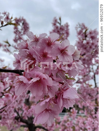 Cherry Blossoms Cherry Blossoms 96912079
