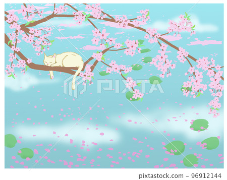 Waterside cherry blossoms and a white cat 96912144