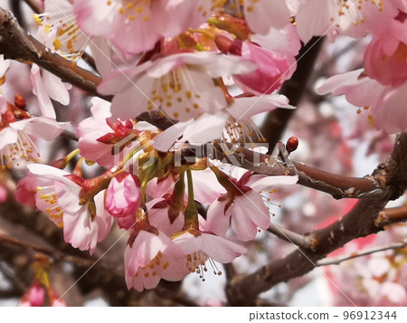 櫻花盛開 96912344