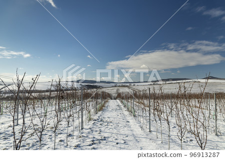 Landscape with vineyards, Slovacko, Southern Moravia, Czech Republic Landscape with vineyards, Slovacko, Southern Moravia, Czech Republic 96913287