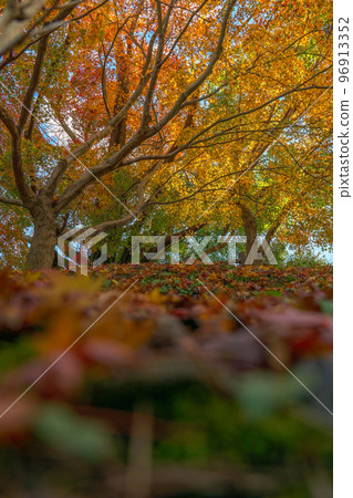 Shizuoka Shimizu Autumn leaves seen at Funakoshi Tsutsumi Park 96913352