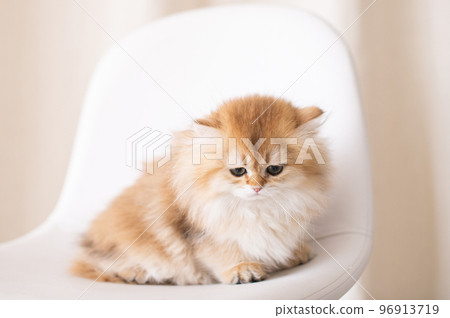 long-haired golden british kitten 96913719