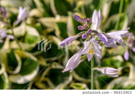 A pretty flower of Oba Gihoju that blooms in the morning sun 96913903