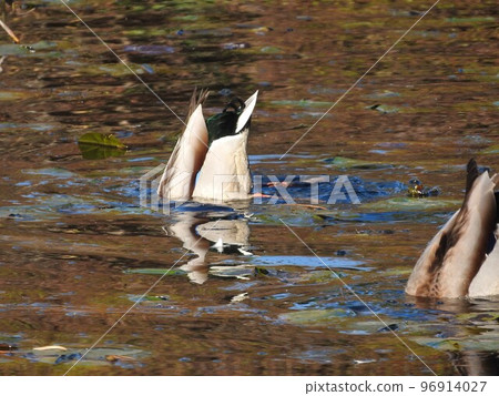 Mallard Handstand Foraging 96914027