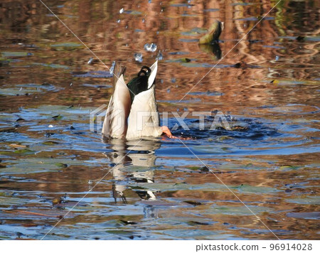 Mallard Handstand Foraging 96914028