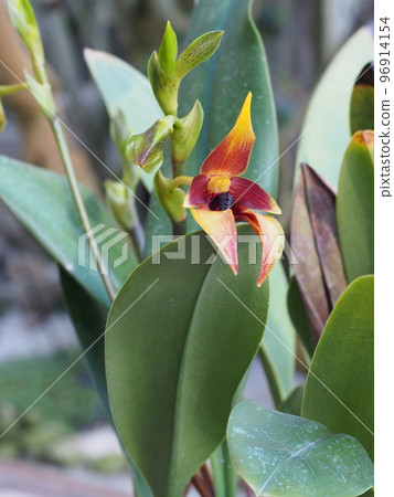 Bulbophyllum carunculatum (orchid progenitor) 96914154