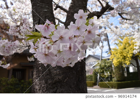 鮮花盛開的野櫻桃樹枝 鮮花盛開的野櫻桃樹枝 96914174
