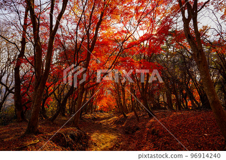 秋天的色調和太陽的葉子 秋天的色調和太陽的葉子 96914240