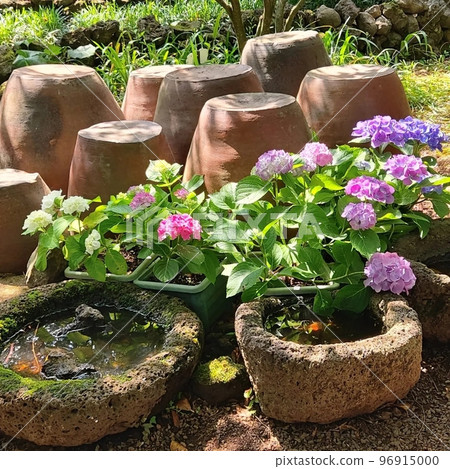 jeju island hydrangea hydrangea flower jeju island hydrangea hydrangea flower 96915000