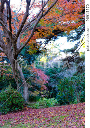 Shinku signs old-school colored leaves 96915570