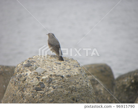 藍色岩耳鵯棲息在 Kemigawa 海灘的一塊大石頭上 藍色岩耳鵯棲息在 Kemigawa 海灘的一塊大石頭上 96915790