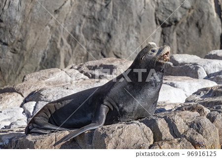 Sea Lion basking in the sun ,on Sea Lion rock, in Cabo San Lucas Baja Mexico Baja California 96916125