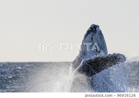 humpback whale breaching on pacific ocean background in cabo san lucas mexico 96916126