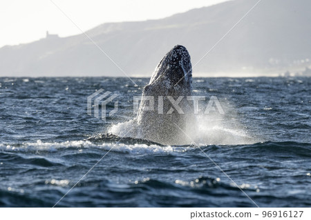 humpback whale breaching on pacific ocean background in cabo san lucas mexico 96916127