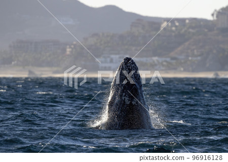 humpback whale breaching on pacific ocean background in cabo san lucas mexico 96916128