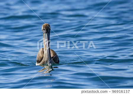 Pelican while swiiming in the blue baja california sea 96916137