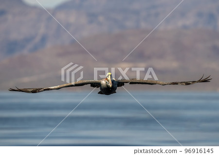 Pelican while flying in the blue baja california sea Pelican while flying in the blue baja california sea 96916145