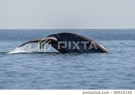 blue whale in loreto baja california mexico endangered biggest animal in the world 96916148