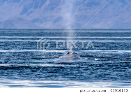 blue whale in loreto baja california mexico endangered biggest animal in the world 96916150