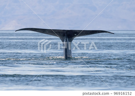 blue whale in loreto baja california mexico endangered biggest animal in the world blue whale in loreto baja california mexico endangered biggest animal in the world 96916152