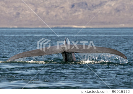 blue whale in loreto baja california mexico endangered biggest animal in the world 96916153