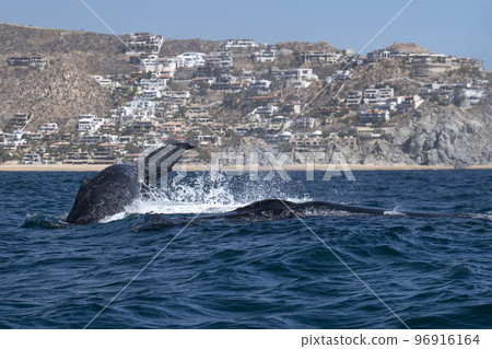 humpback whale tail slapping in front of whale watching boat in cabo san lucas mexico humpback whale tail slapping in front of whale watching boat in cabo san lucas mexico 96916164