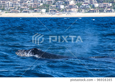 humpback whale in front of whale watching boat in cabo san lucas mexico 96916165