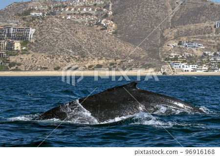 humpback whale in front of whale watching boat in cabo san lucas mexico 96916168