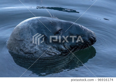 portrait of grey seal in provincetown cape cod Massachussetts 96916174