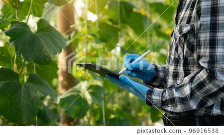 Agriculture uses production control tablets to monitor quality vegetables and tomato at greenhouse. Smart farmer using a technology for studying. 96916538