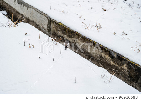 A white wagtail standing in a gutter on a snowy day A white wagtail standing in a gutter on a snowy day 96916588