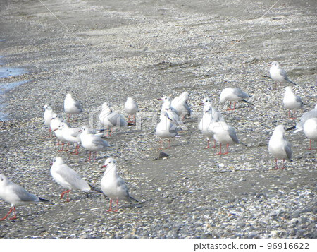 A black-headed gull, a winter migratory bird that came to Kemigawa Beach A black-headed gull, a winter migratory bird that came to Kemigawa Beach 96916622