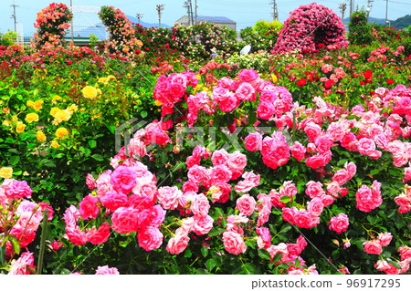 [Ehime Prefecture] Yoshiumi Rose Park where roses are in full bloom 96917295