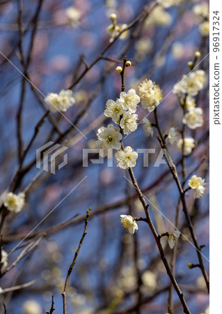 Spring has arrived Spring has arrived 96917324