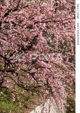 Spring full bloom Spring full bloom 96917340