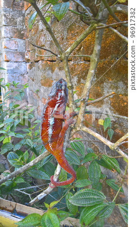 portrait of panther chameleon aka Furcifer pardalis in Andasibe-Mantadia National Park, Madagascar 96917382