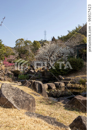 Spring plum garden 96917423