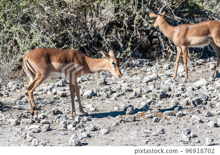 Impalas in Etosha National Park Impalas in Etosha National Park 96918702