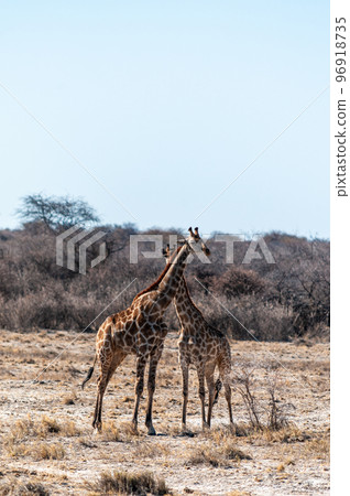 Closeup of two angolan giraffes Closeup of two angolan giraffes 96918735