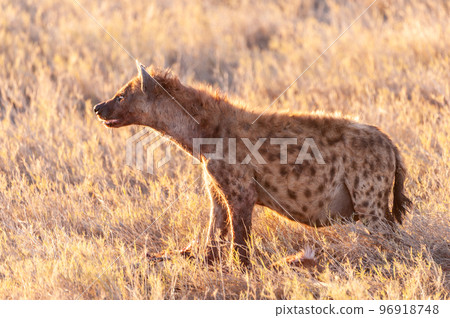 Spotted Hyena with Prey 96918748