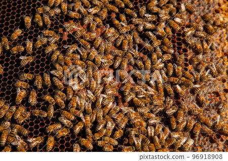 Working bees on the brown honeycomb with sweet honey.. Working bees on the brown honeycomb with sweet honey.. 96918908
