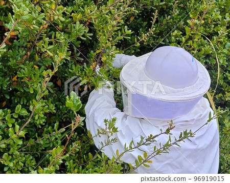Wasp nest extermination removal work in progress hedge 96919015