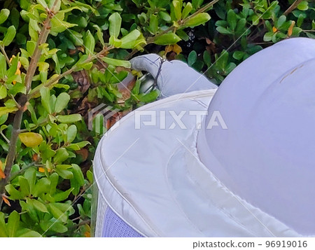 Wasp nest extermination removal work in progress hedge insecticide spray Wasp nest extermination removal work in progress hedge insecticide spray 96919016