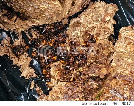 Wasp nest extermination disposal Wasp nest extermination disposal 96919017