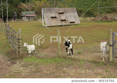 袖浦接觸動物山羊 96919768