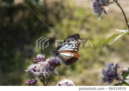 Traveling butterfly Chestnut tiger Traveling butterfly Chestnut tiger 96919939