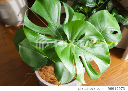 龜背竹葉子植物 龜背竹葉子植物 96919973