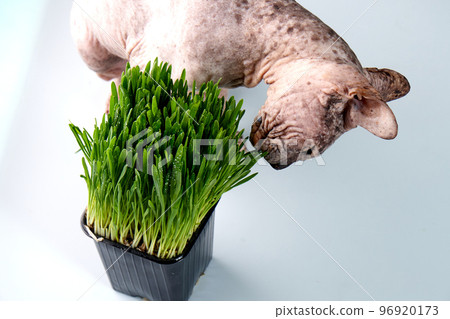 The sphinx cat eats bright green sprouted oats on a white isolated background. The concept of healthy nutrition at home for pets, animal feed, veterinary clinics. High angle. The sphinx cat eats bright green sprouted oats on a white isolated background. The concept of healthy nutrition at home for pets, animal feed, veterinary clinics. High angle. 96920173